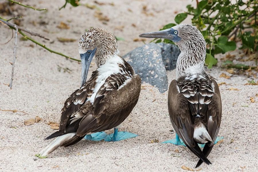 Blaufußtölpel auf den Galápagos-Inseln