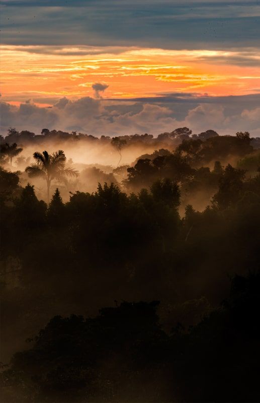 Nebel steigt bei Sonnenaufgang aus dem Kronendach des Nebelwalds auf, Chocó Andino