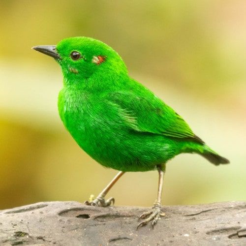 Glanztangare, ein smaragdgrüner Vogel, auf einem Ast