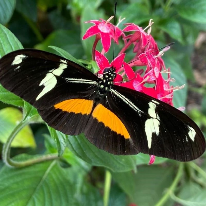 Schwarz-orange-weißer Heliconius-Falter auf einer rosa Blüte in Mindo