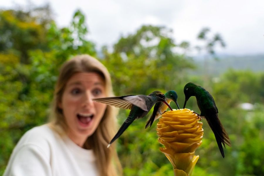 Begeisterter Gast, während Kolibris neben ihr an einer Blüte trinken, Mindo