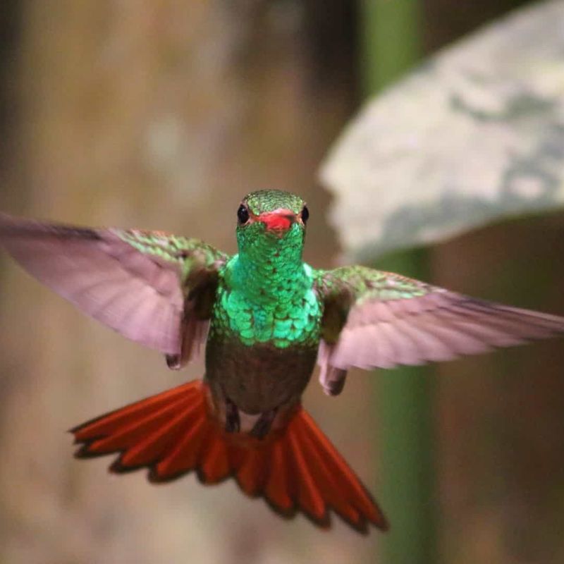 Schwirrender Kolibri mit gefächertem rostrotem Schwanz, Nebelwald von Mindo