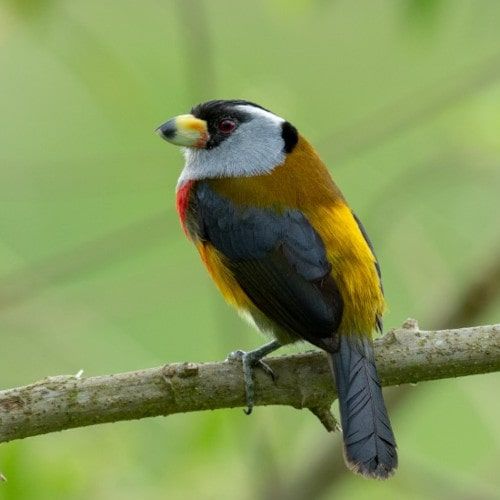 Tukanbartvogel mit rotem, gelbem und grauem Gefieder auf einem Ast